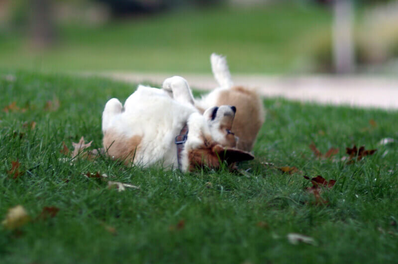 Dog rolling in grass